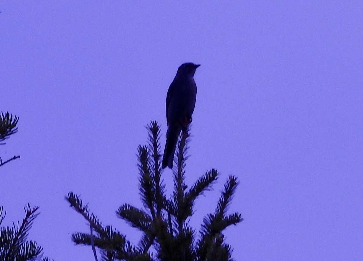 Townsend's Solitaire - ML617560588