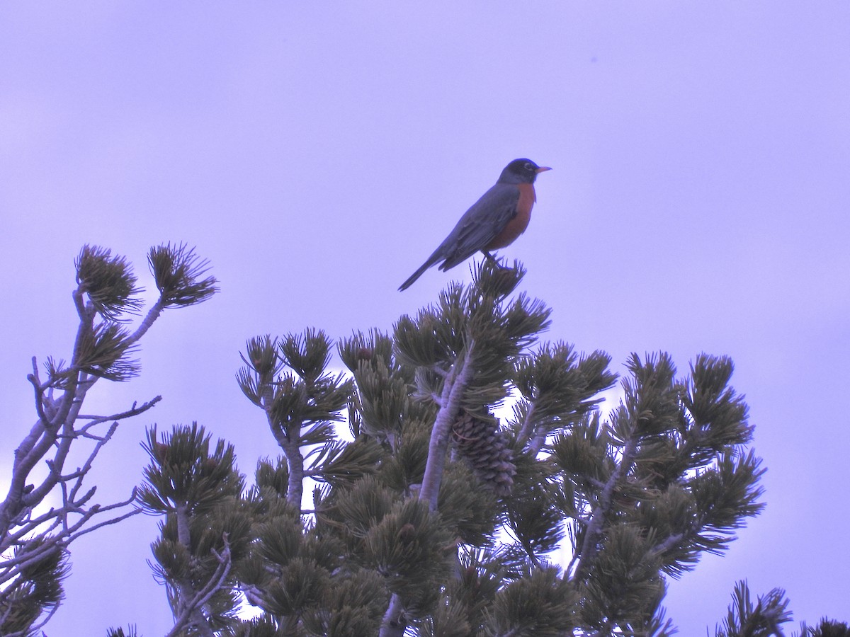 American Robin - ML617560601