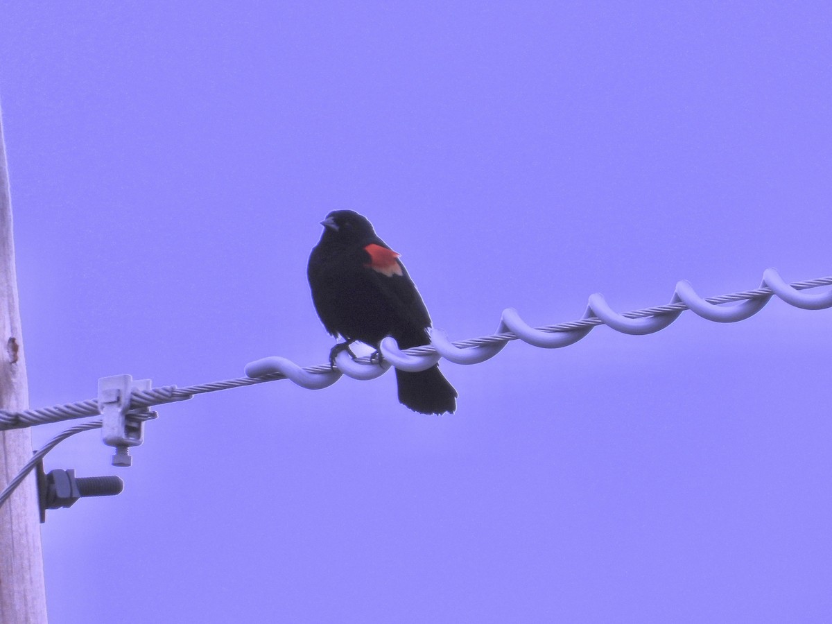 Red-winged Blackbird - ML617560604