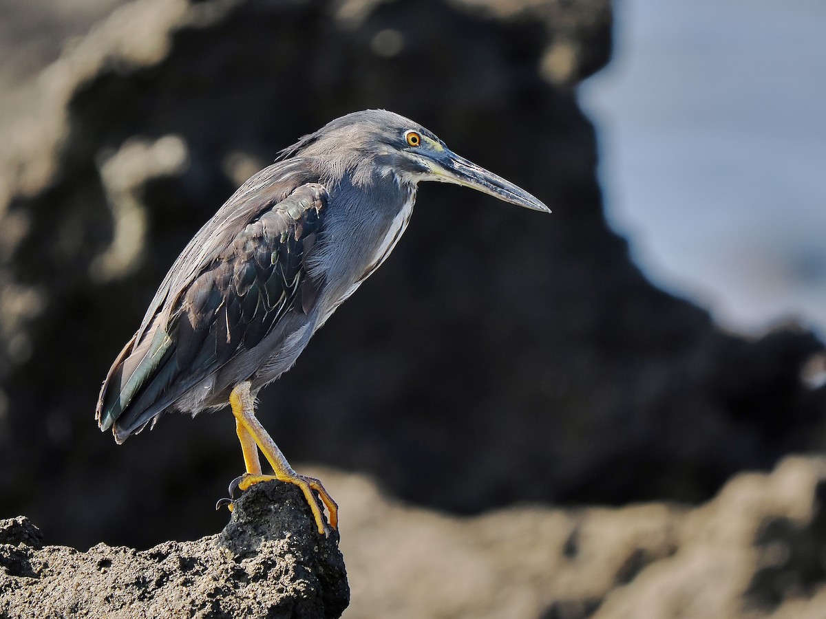 Striated Heron (Galapagos) - ML617560680