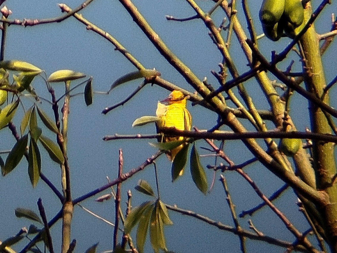 Black-naped Oriole (Philippine) - ML617560690