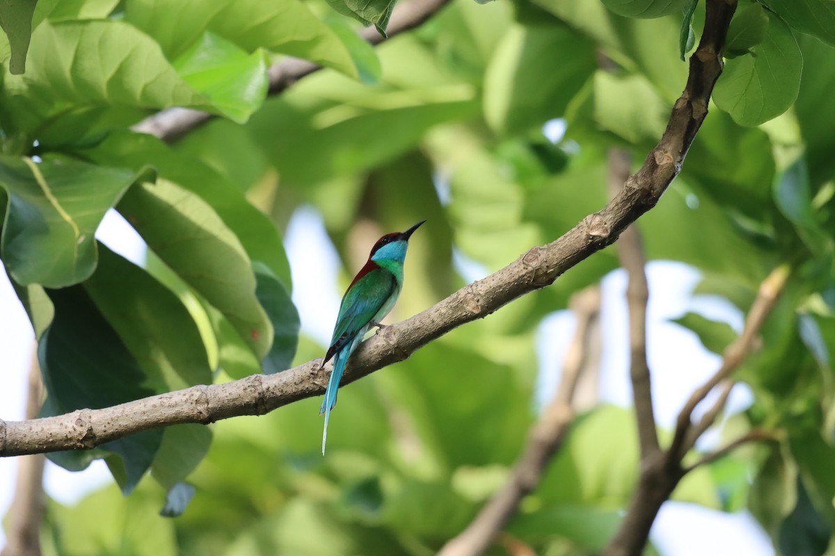 Blue-throated Bee-eater - Jan Ripmeester