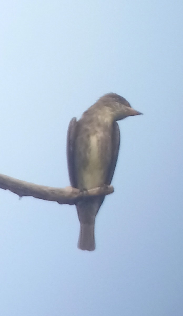 Olive-sided Flycatcher - ML617560712