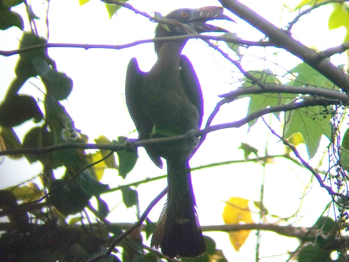 Luzon Hornbill - ML617560741