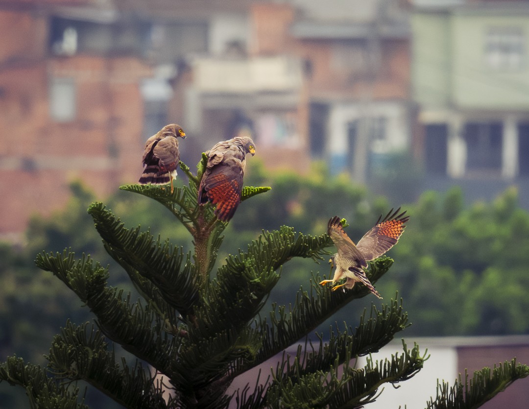 Roadside Hawk - ML617560747