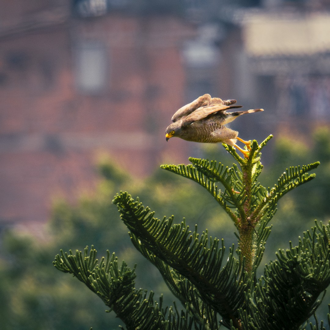 Roadside Hawk - ML617560748