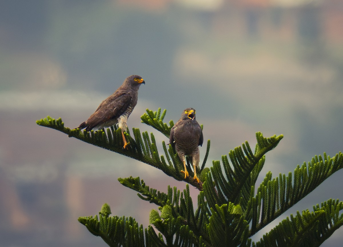 Roadside Hawk - ML617560749