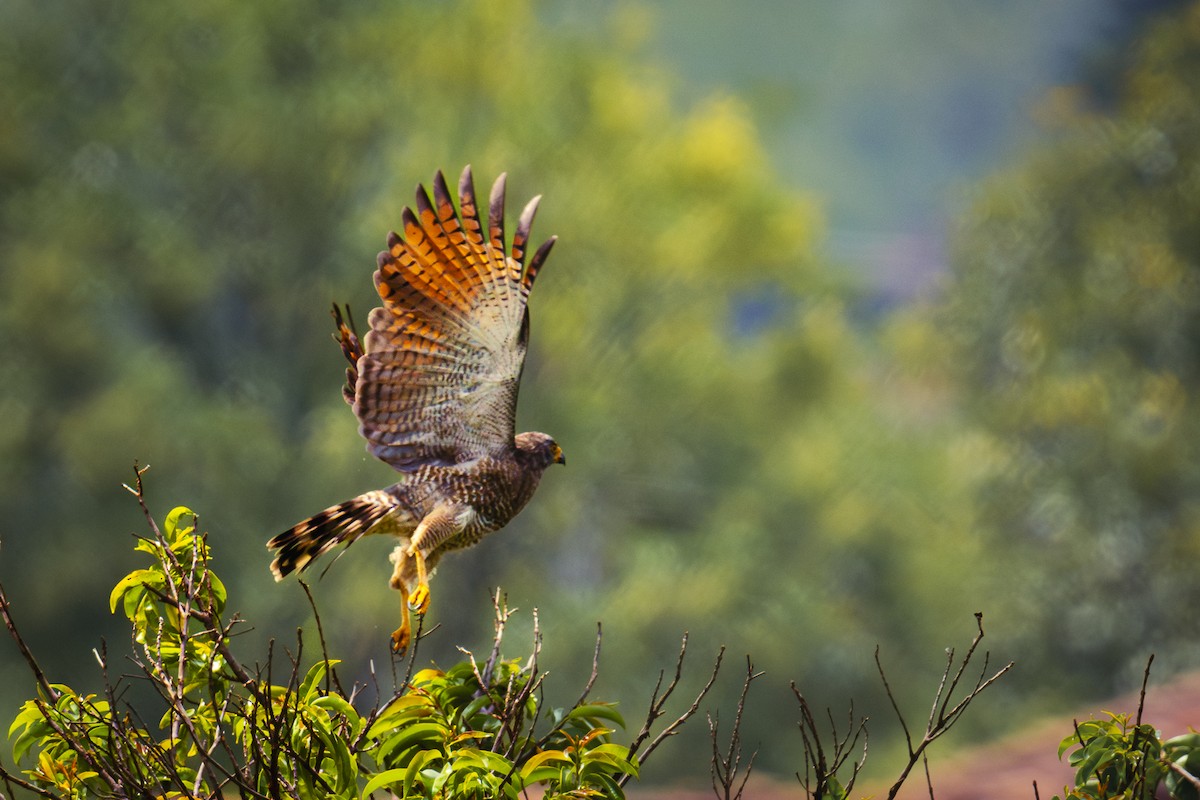 Roadside Hawk - ML617560750