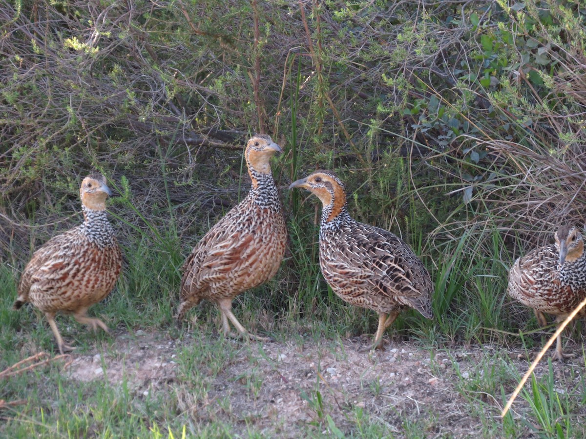 Red-winged Francolin - ML617560772