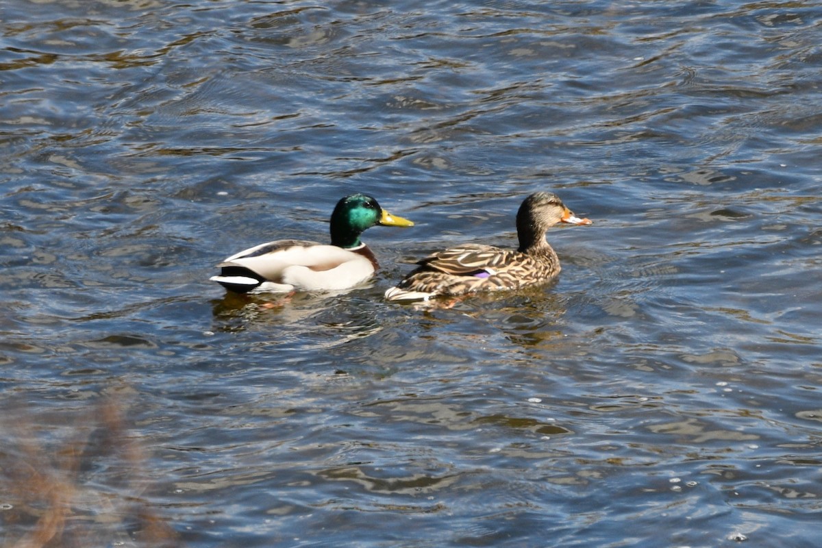 Mallard - ML617560783