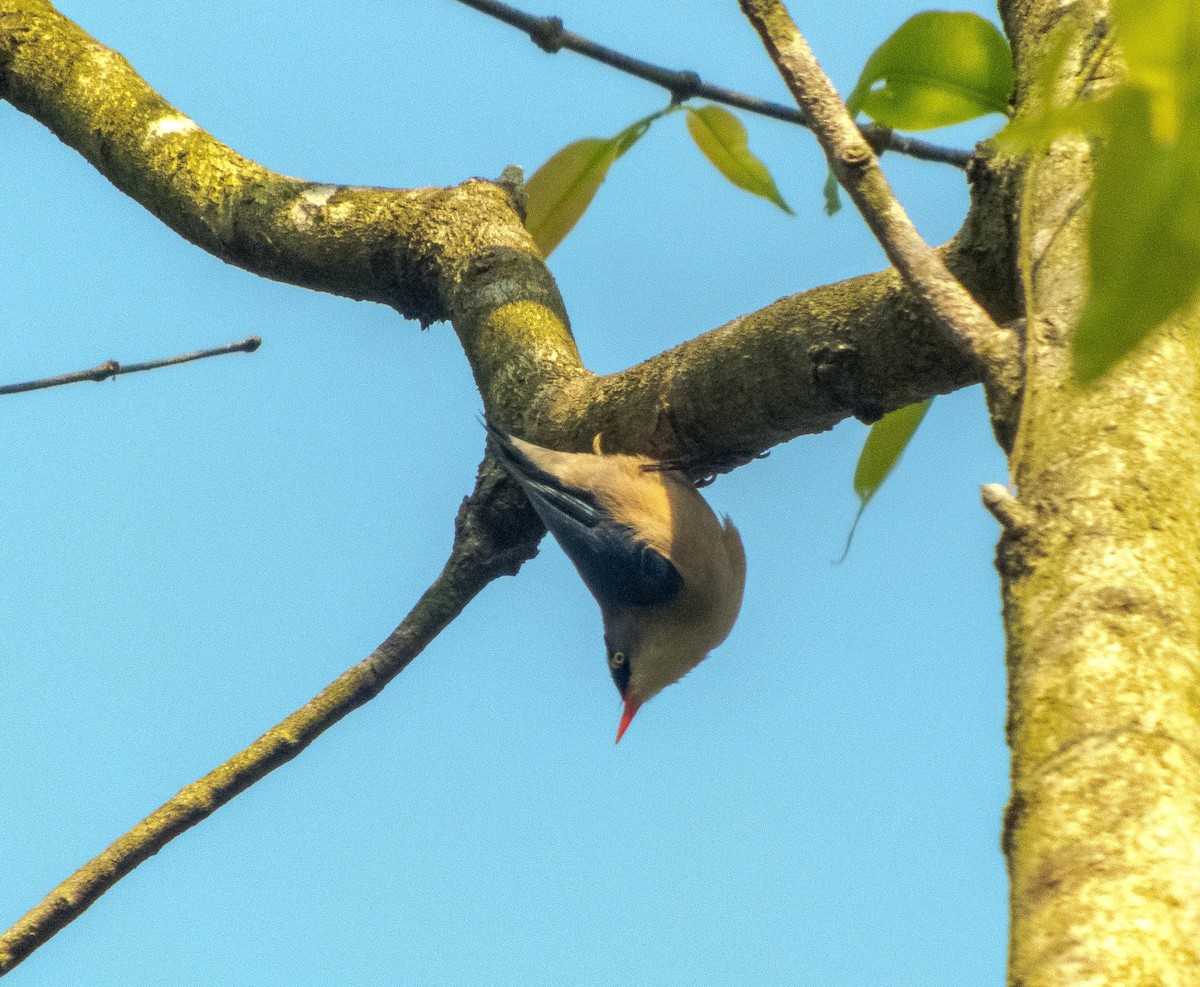 Velvet-fronted Nuthatch - Indrajit Poirah