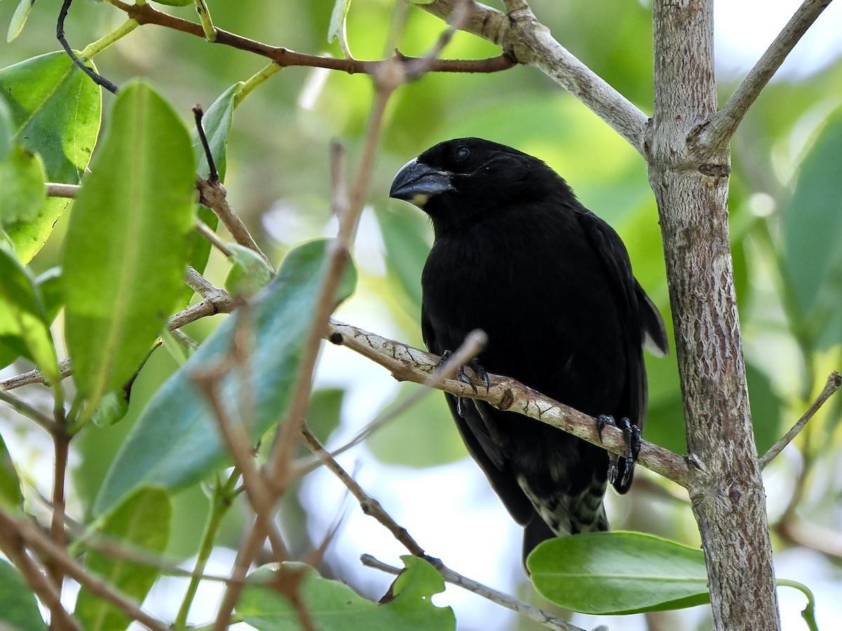 Medium Ground-Finch - ML617560867