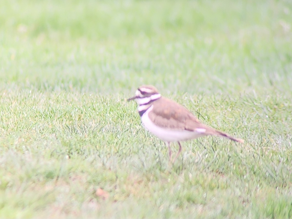 Killdeer - Tom Kerr