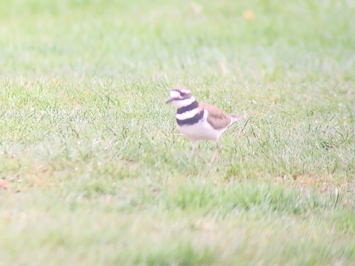 Killdeer - Tom Kerr