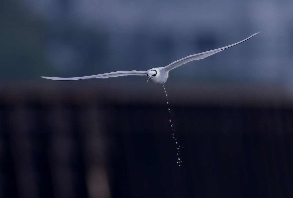 Black-naped Tern - ML617560952