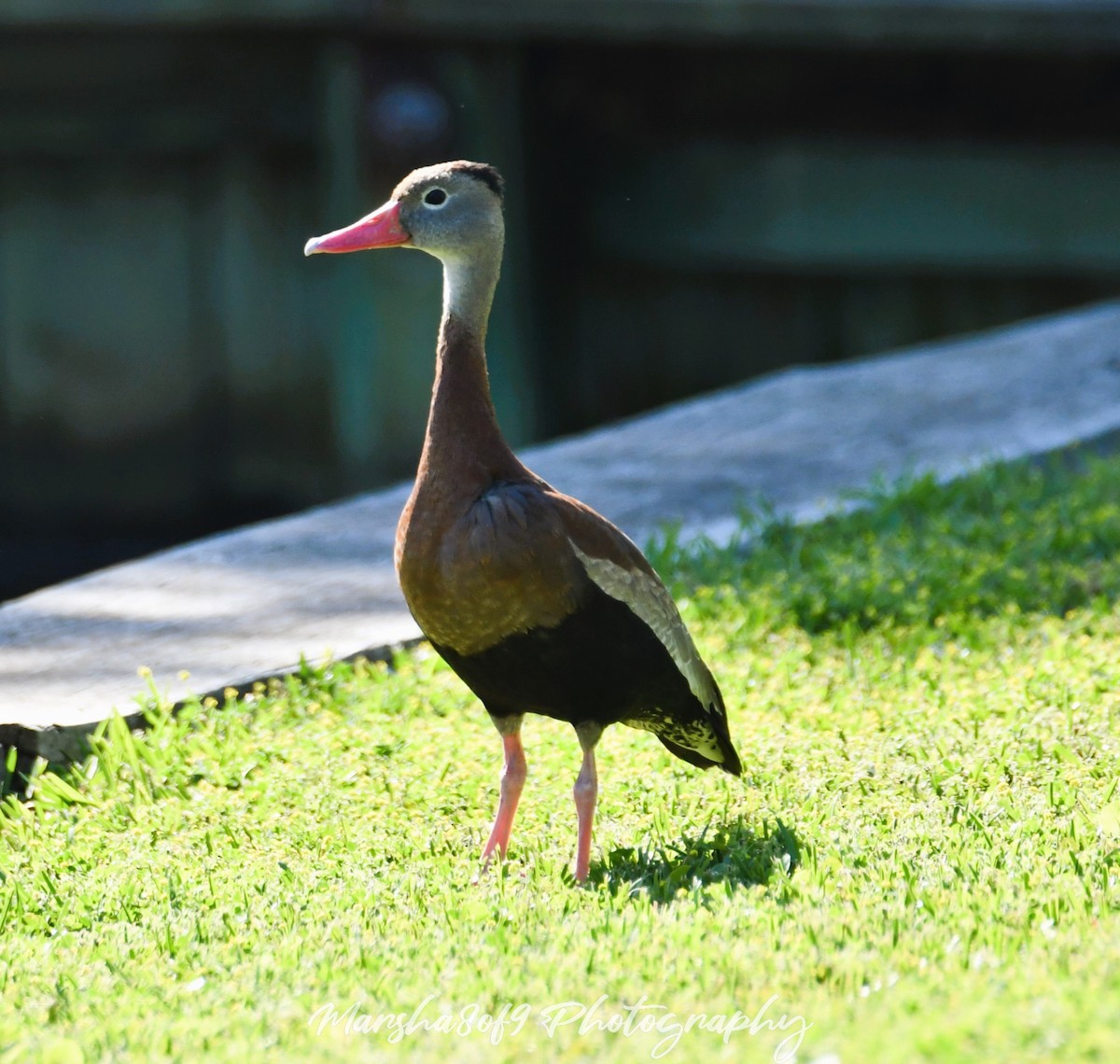 Black-bellied Whistling-Duck - Marsha Lewis