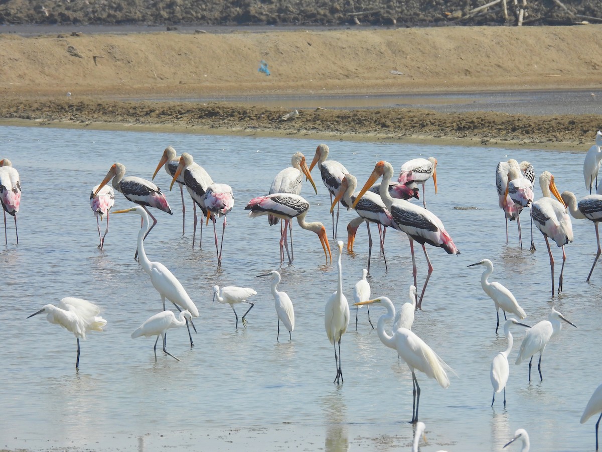 Painted Stork - ML617560991