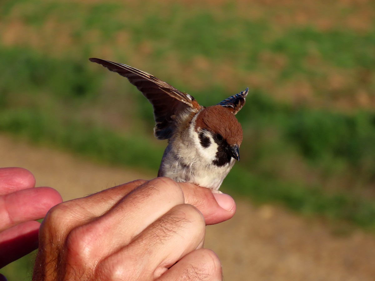 Eurasian Tree Sparrow - Francisco Javier Calvo lesmes