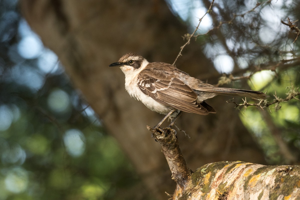 Galapagos Mockingbird - ML617561025