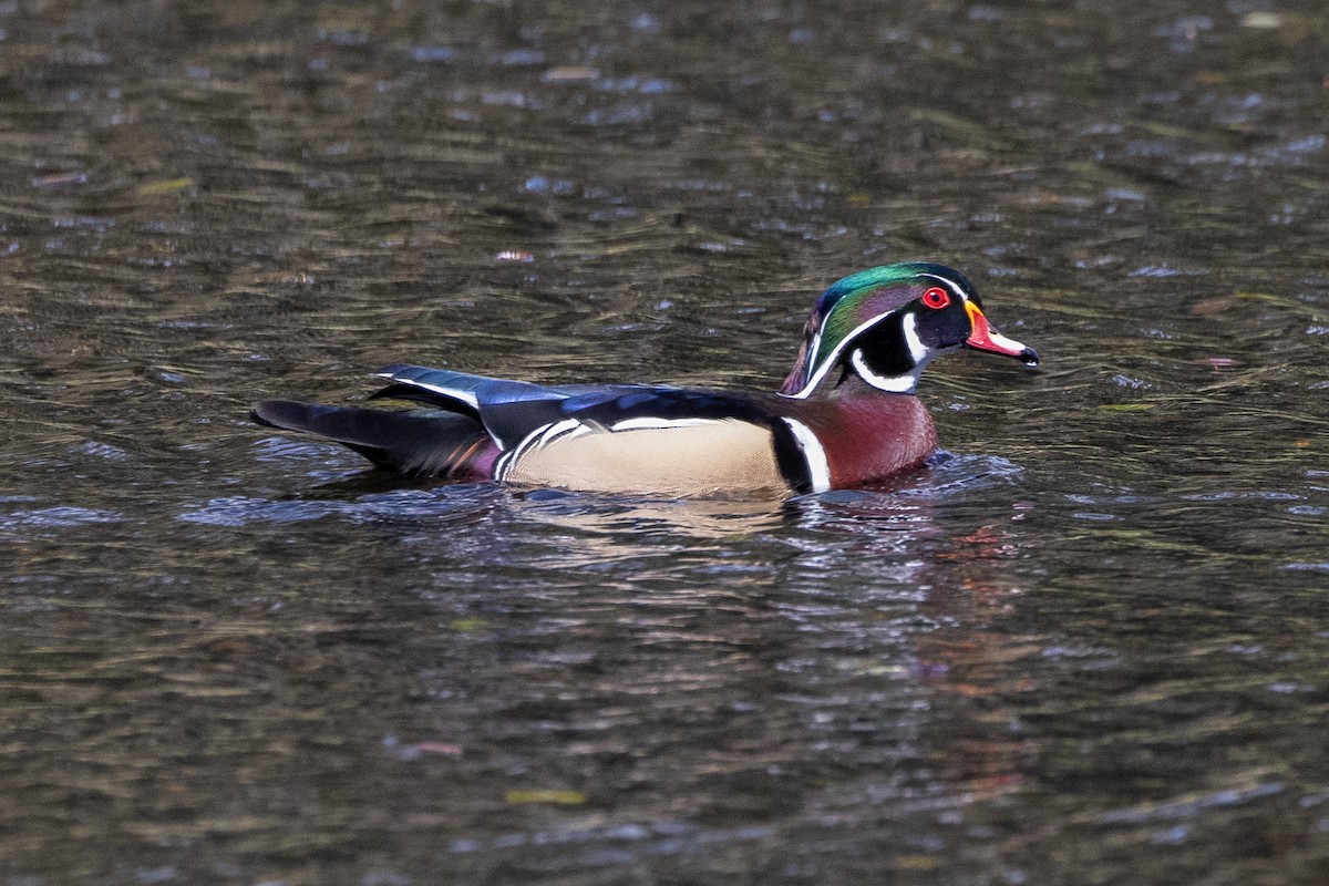 Wood Duck - ML617561026