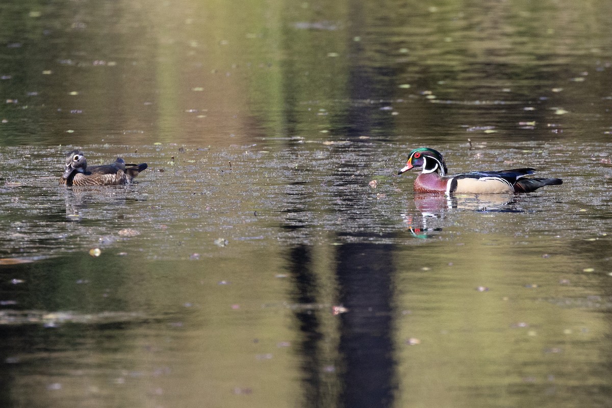 Wood Duck - ML617561027