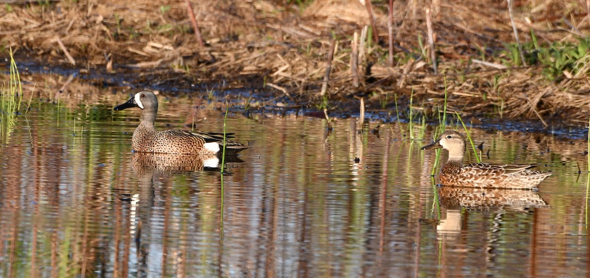 Blue-winged Teal - ML617561030