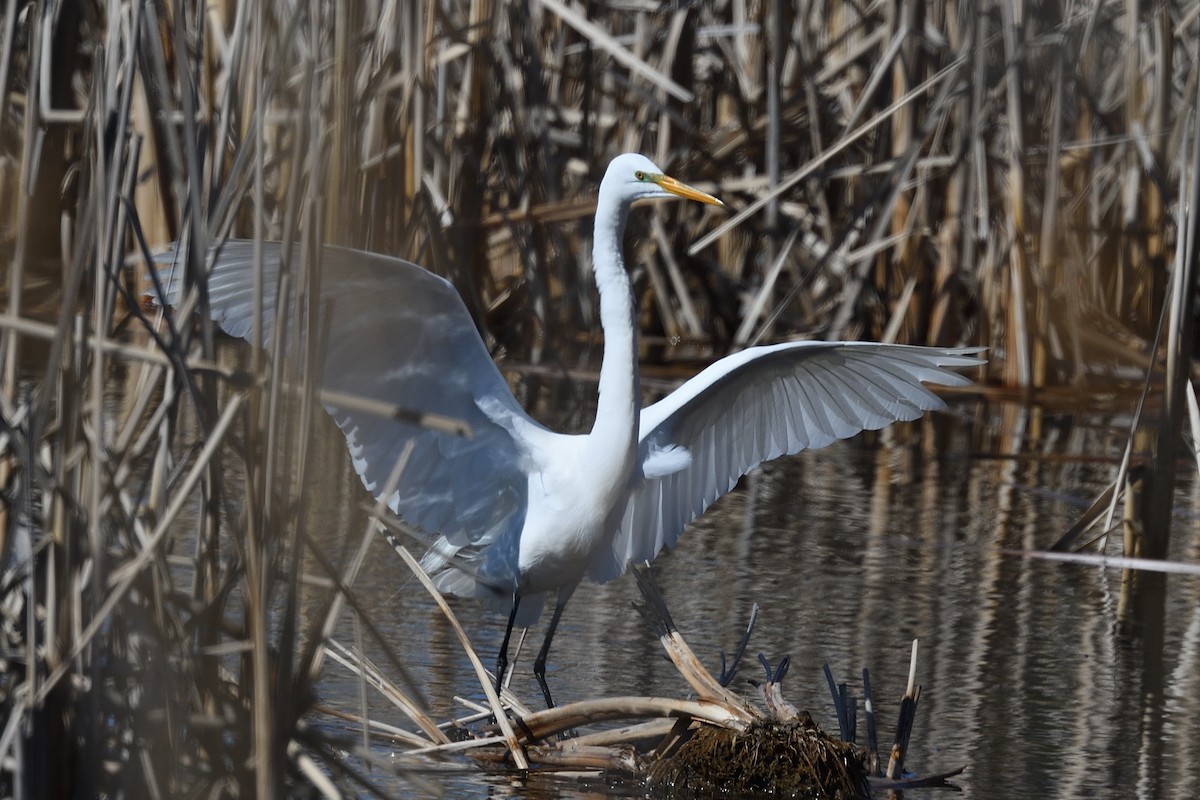 Great Egret - ML617561112