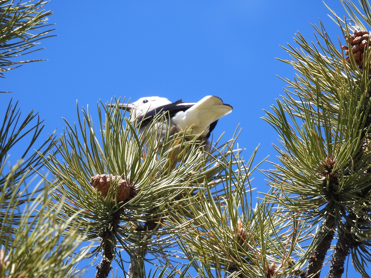Clark's Nutcracker - ML617561121