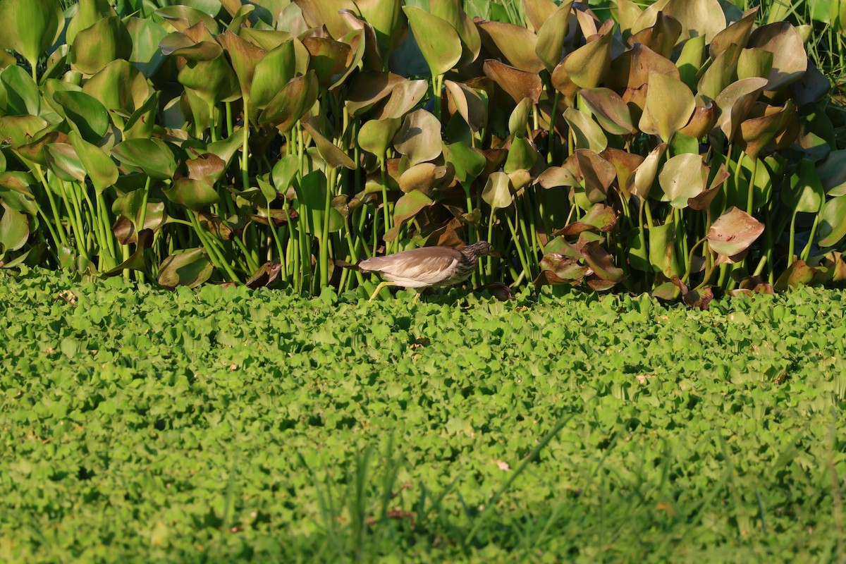 pond-heron sp. - ML617561151