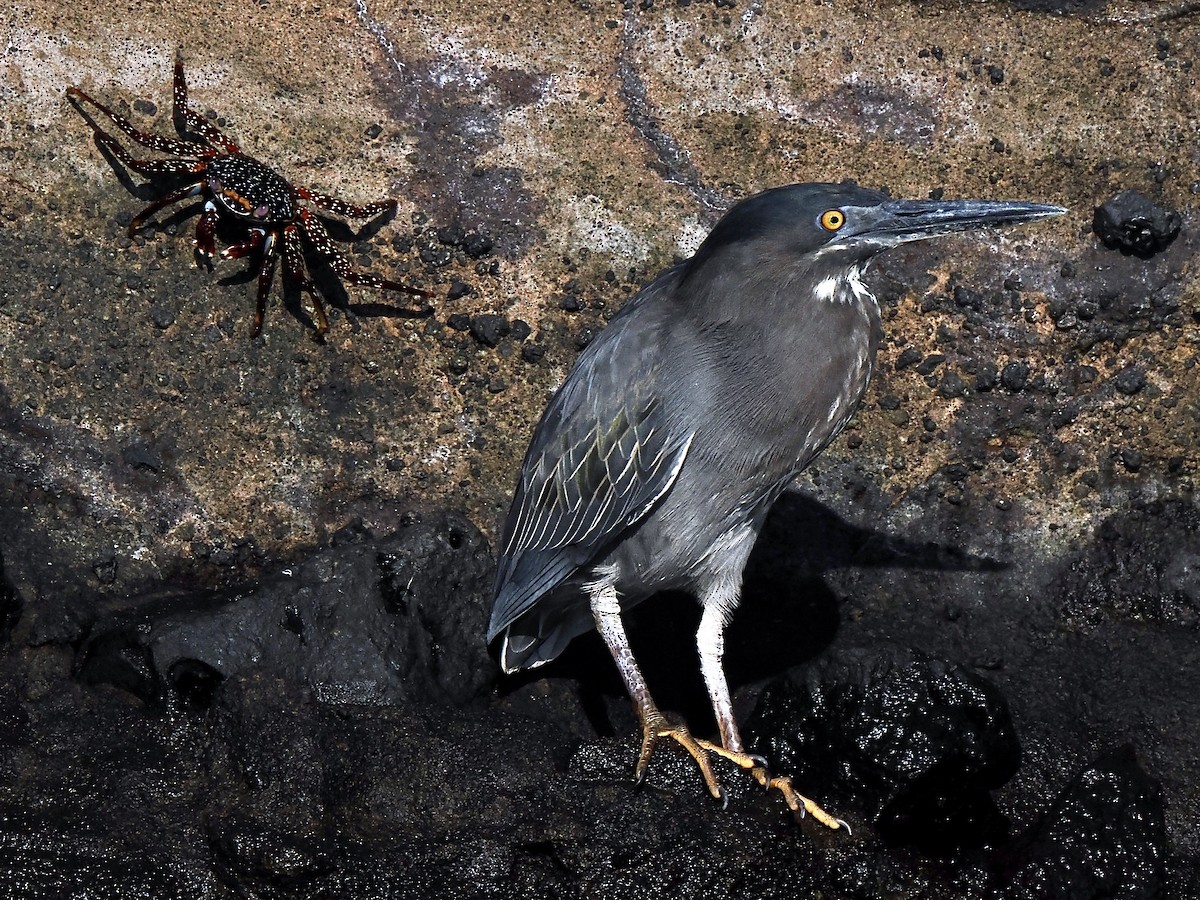 Striated Heron (Galapagos) - ML617561191