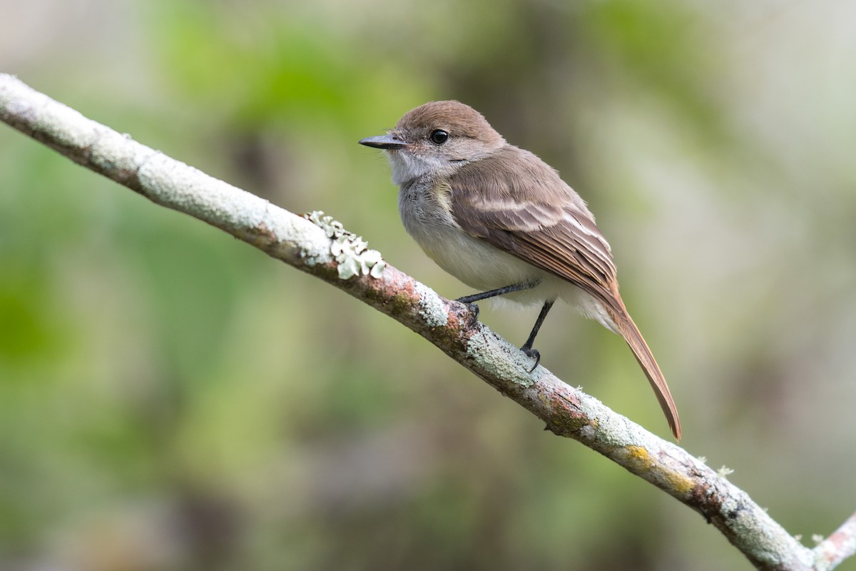 Galapagos Flycatcher - ML617561214