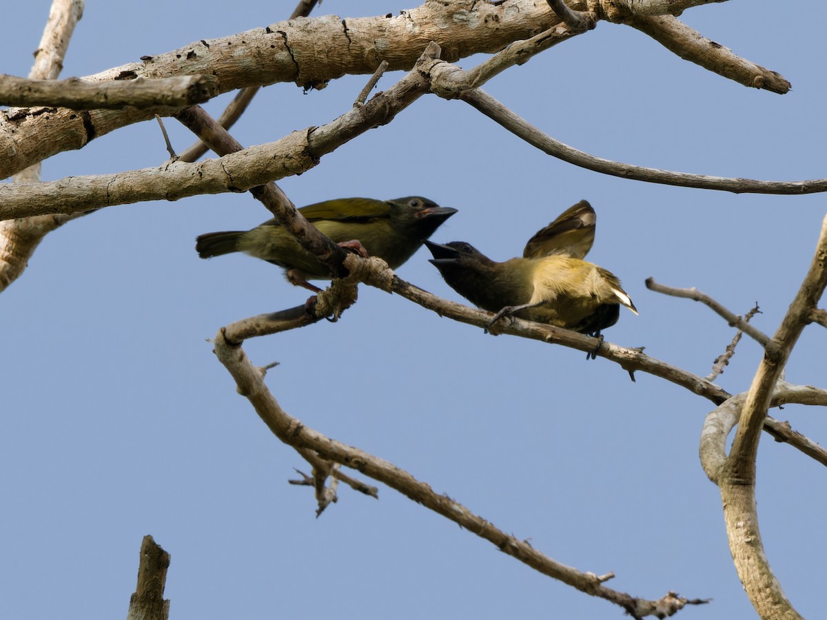 Zeytuni Barbet - ML617561228