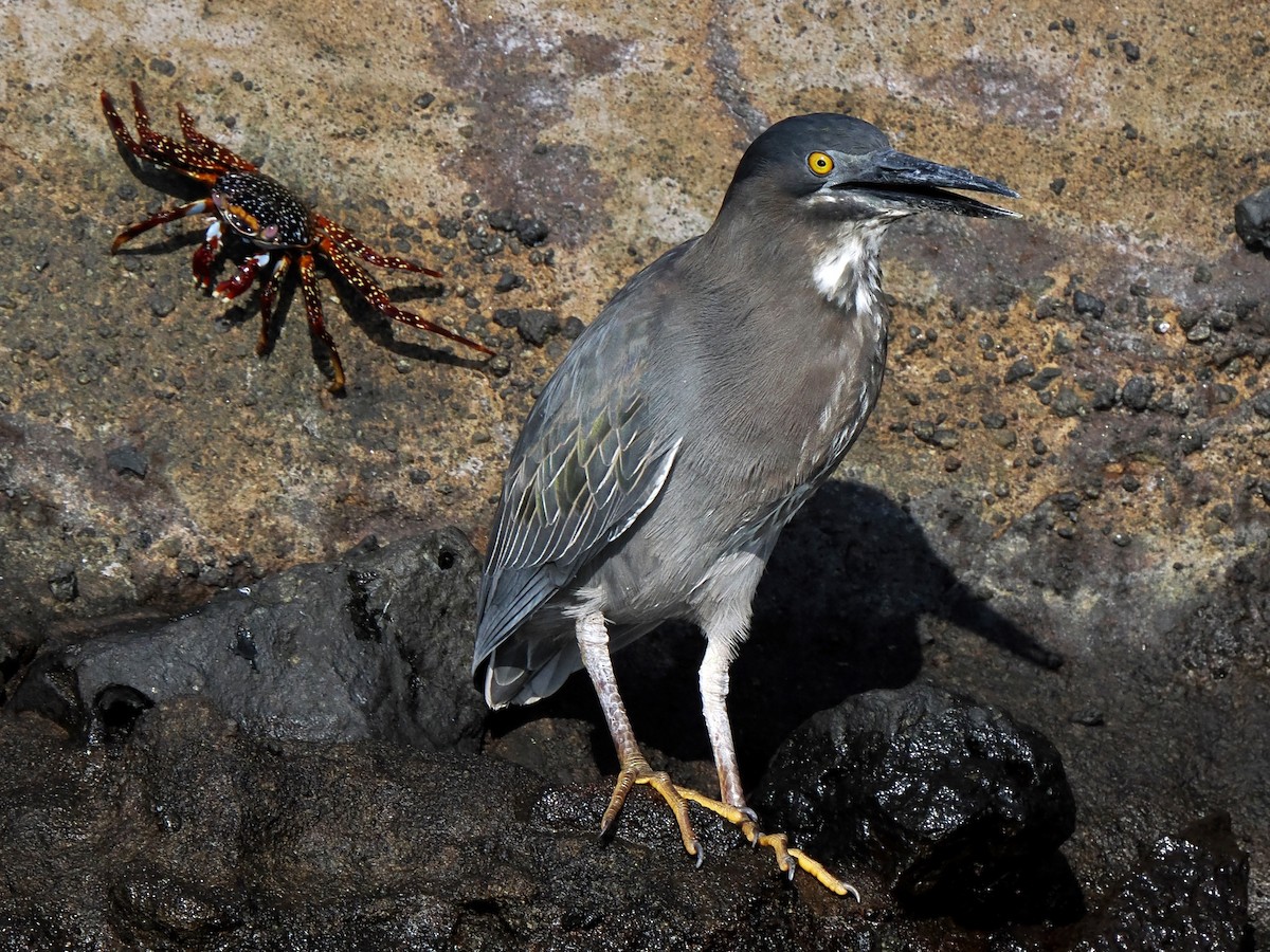 Striated Heron (Galapagos) - ML617561229