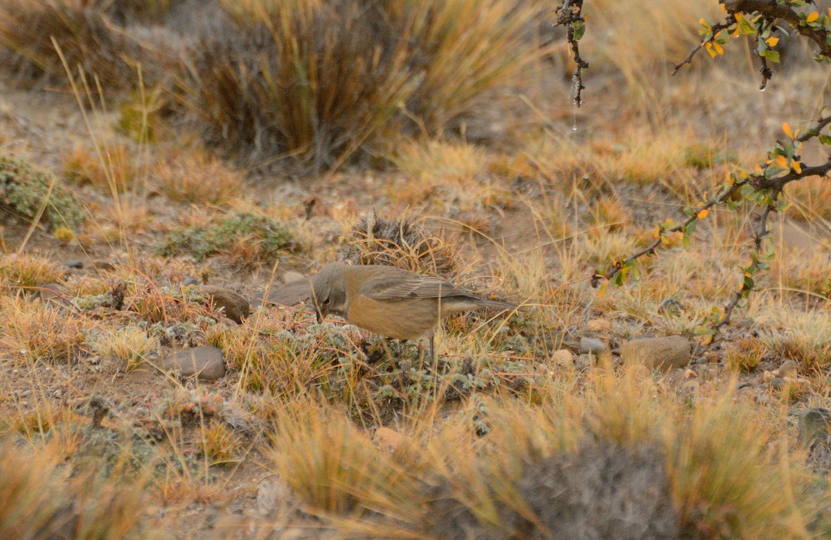 Gray-hooded Sierra Finch - Felipe de Groote Páez