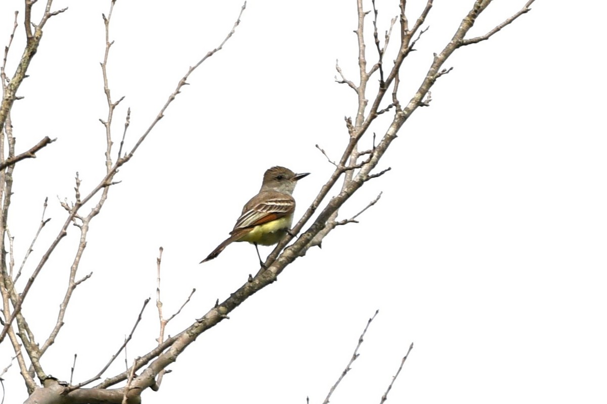 Ash-throated Flycatcher - ML617561297