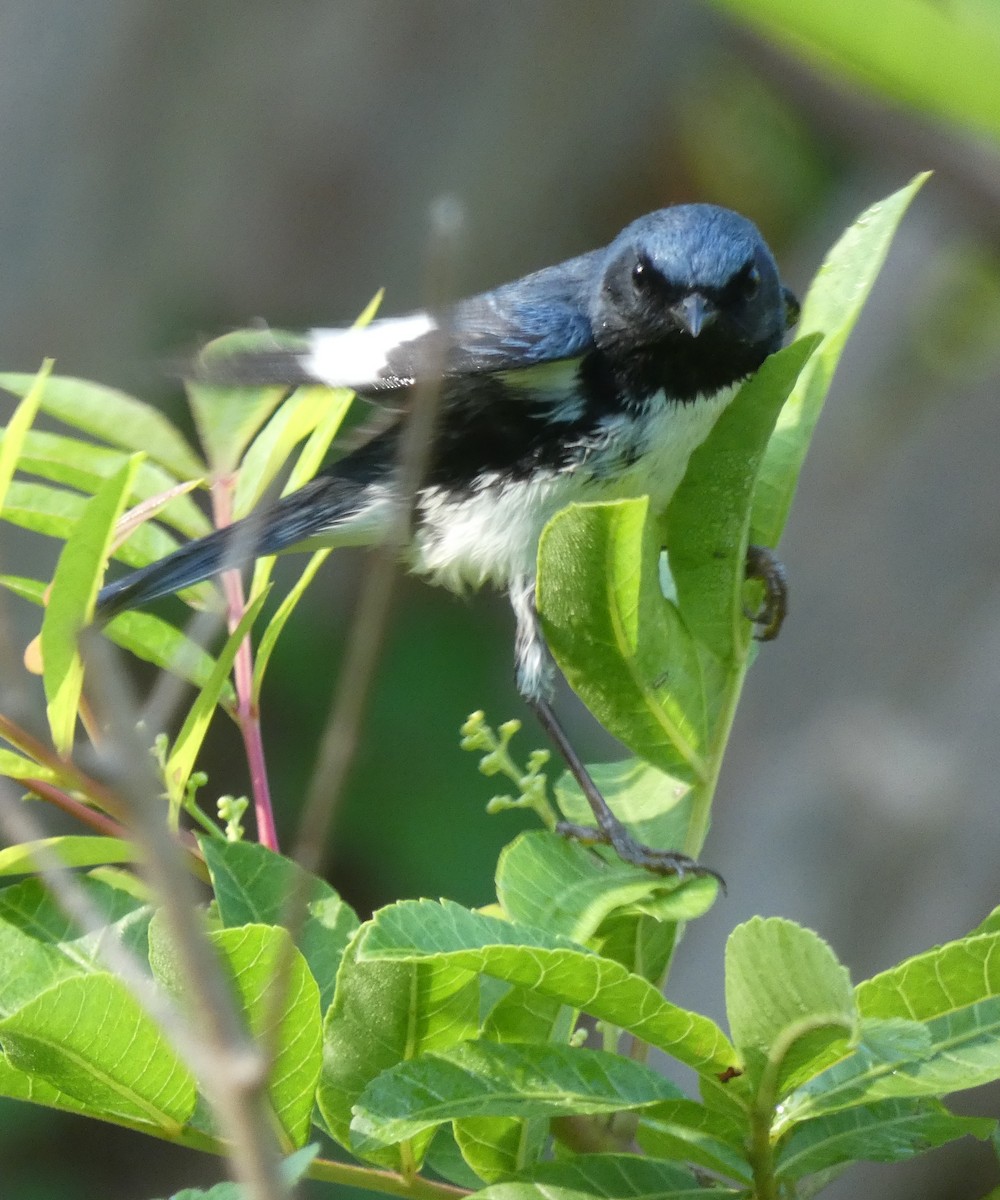 Black-throated Blue Warbler - Matt Peppe