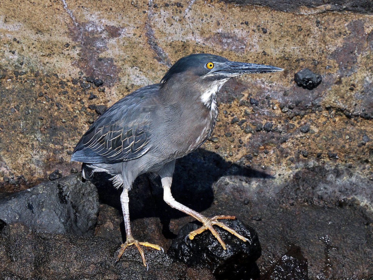 Striated Heron (Galapagos) - ML617561349