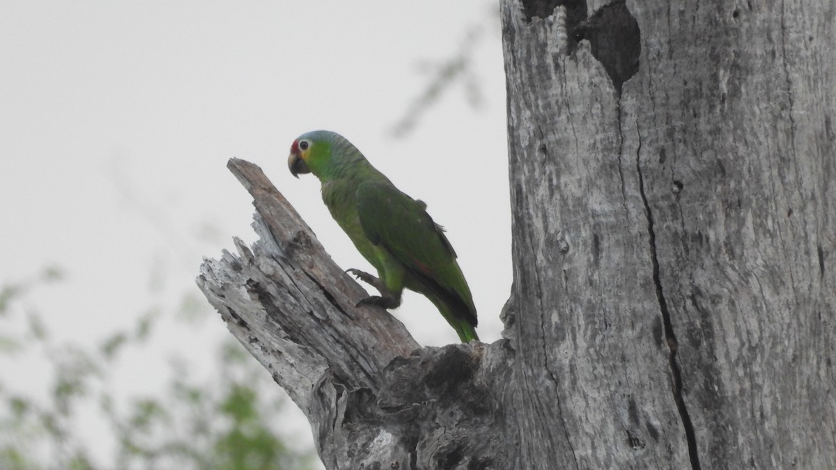 Red-lored Parrot - ML617561356