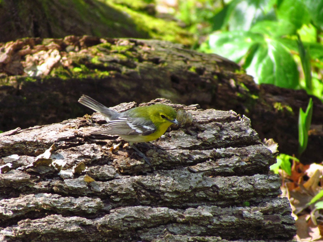 Yellow-throated Vireo - Thomas Schultz