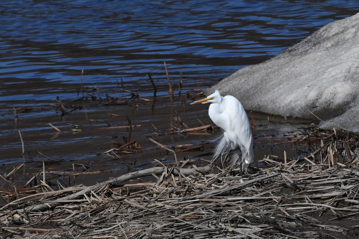 Grande Aigrette - ML617561383