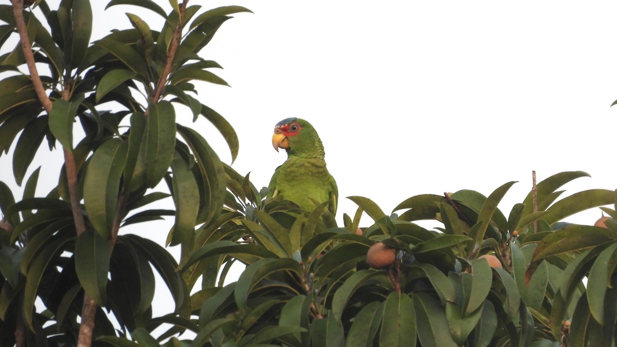 White-fronted Parrot - ML617561386