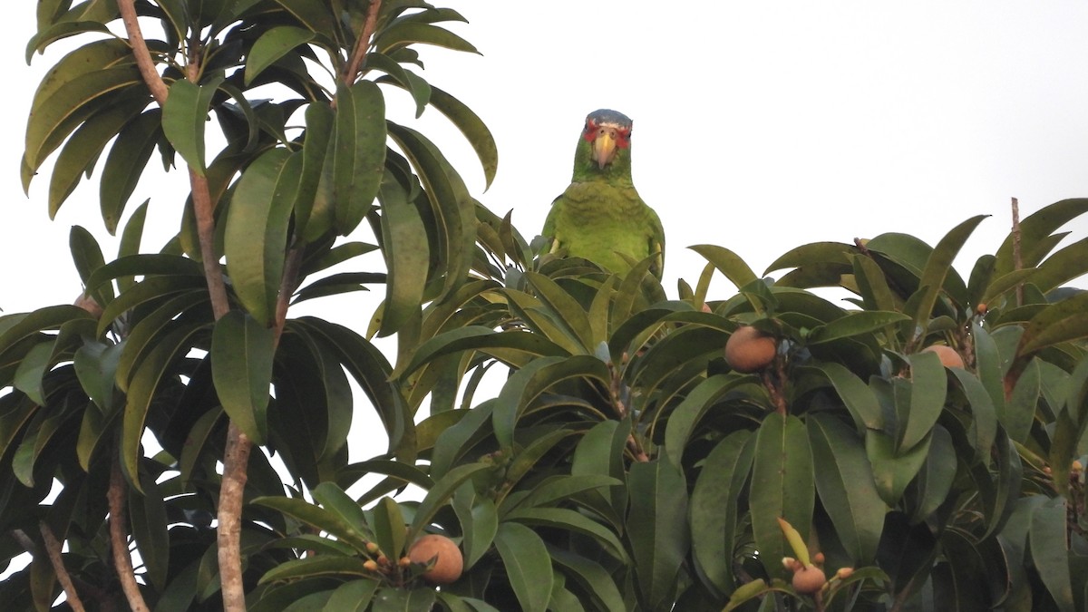 White-fronted Parrot - ML617561387