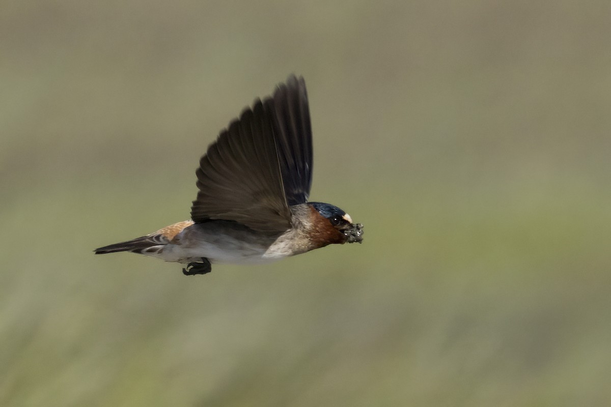 Cliff Swallow - ML617561416