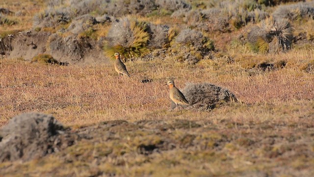 Chorlito Cabezón - ML617561418