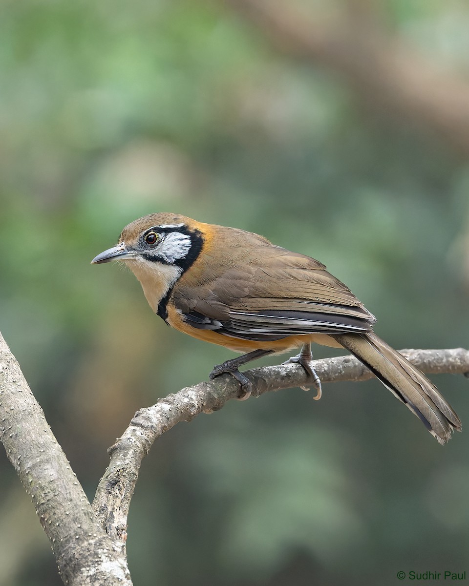 Greater Necklaced Laughingthrush - ML617561509
