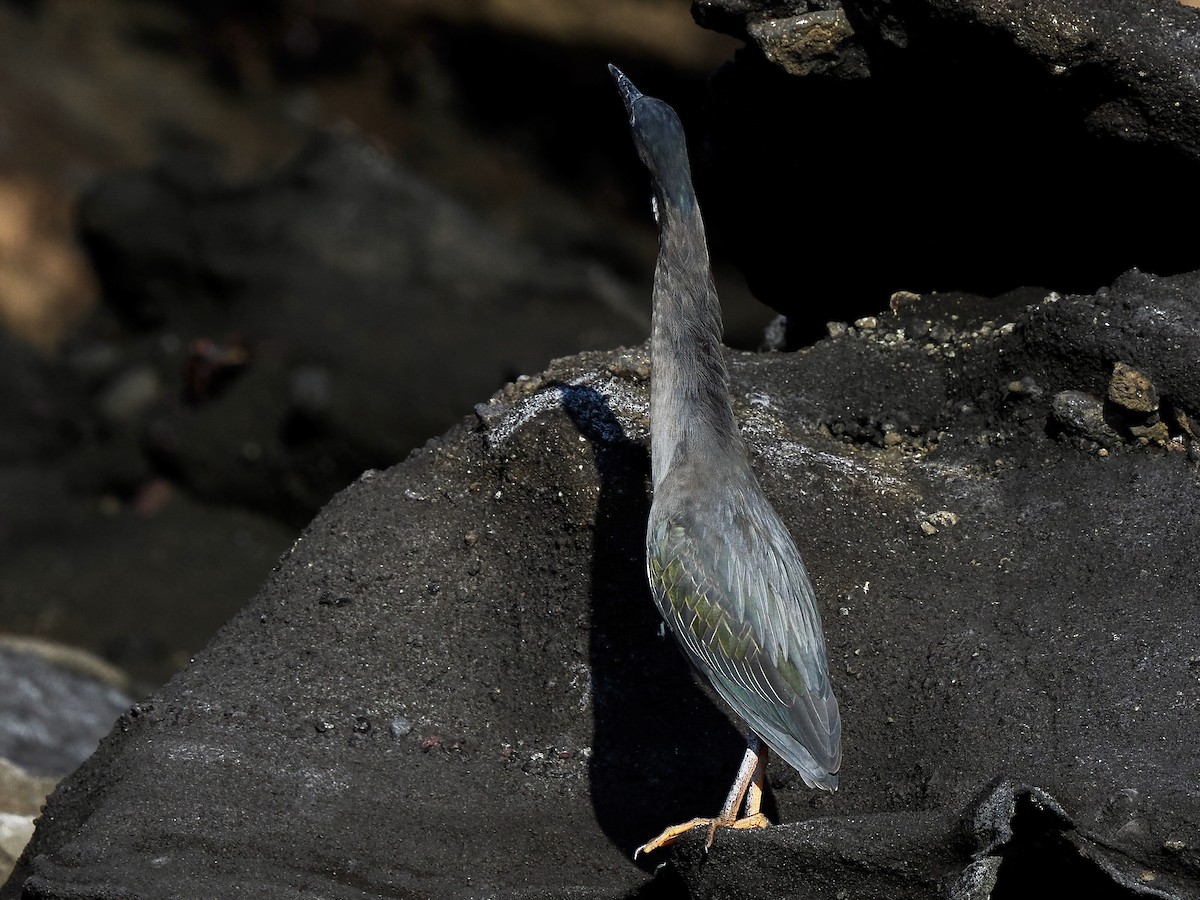 Striated Heron (Galapagos) - Gabriel Willow