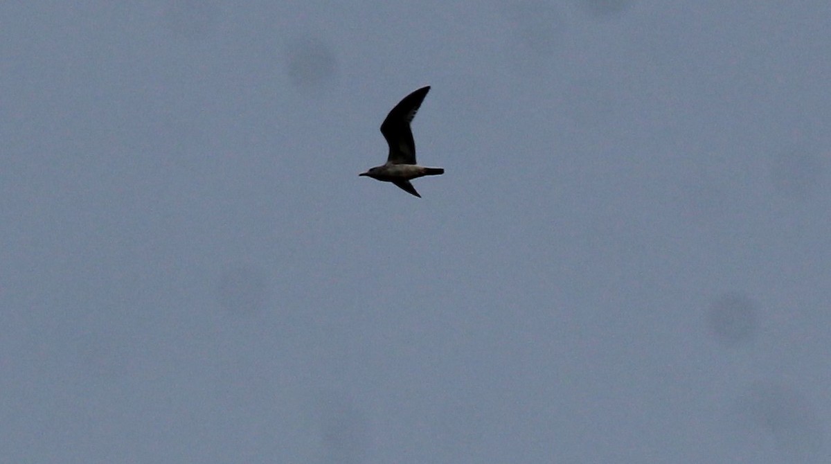 Ring-billed Gull - ML617561600