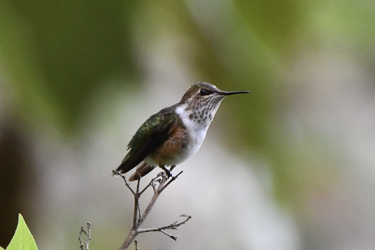 Bumblebee Hummingbird - Erik Atwell