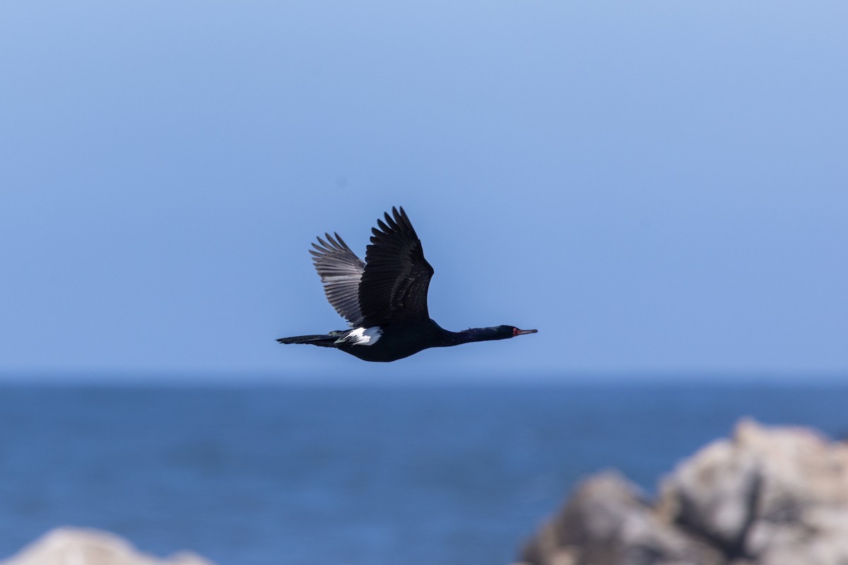 Pelagic Cormorant - ML617561651