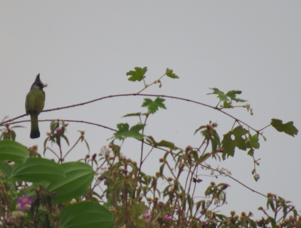 Crested Finchbill - Bram Piot